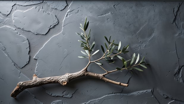 Olive branch on stone wall photo