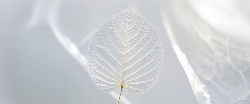 A white leaf is shown in the air photo
