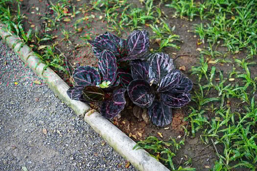 Purple Angle houseplant by rocky pavement ground photo