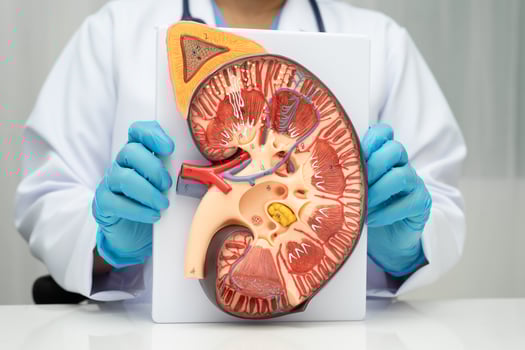 Chronic kidney disease model photo