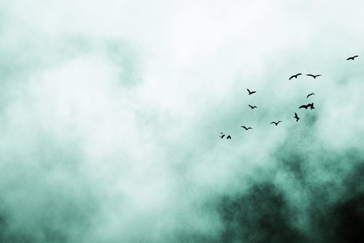 A flock of birds flying in the sky photo