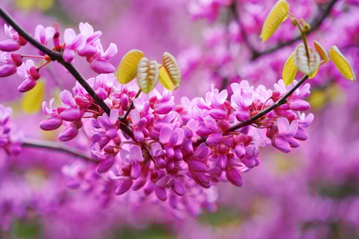 Vibrant pink blossoms in spring bloom under gentle sunlight at local garden park photo