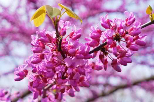 Beautiful purple blooming flowers on a tree branch during spring season photo