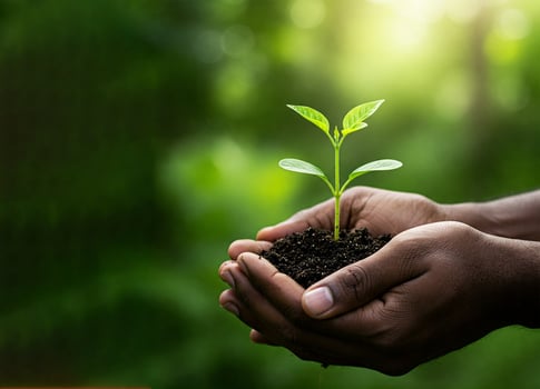Closeup pair of black hands gently holding small, vibrant green seedling with soil, background of green foliage. Growth, nature and sustainability. Care for future a symbol of growth and new life. photo
