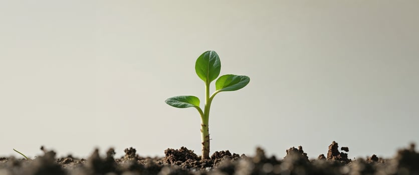 Green Sprout Growing in Soil Representing New Beginnings and Growth. photo