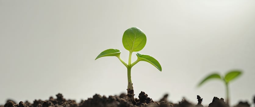 Green Sprout Growing in Soil Representing New Beginnings and Growth photo