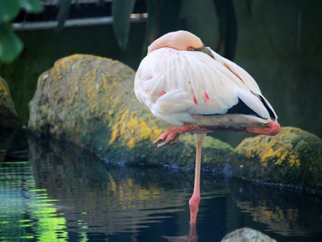 Graceful Flamingo Standing on One Leg, Resting Peacefully Beside Tranquil Water photo