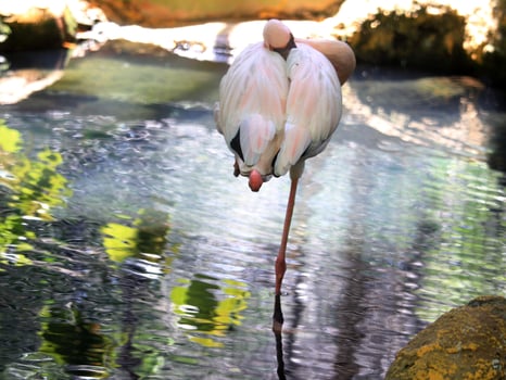 A pink flamingo stands on one leg near calm water photo