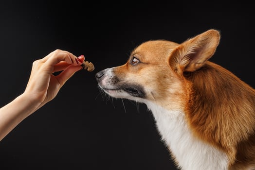 Corgi dog sniffs treat held by hand, close-up view against black studio background. photo