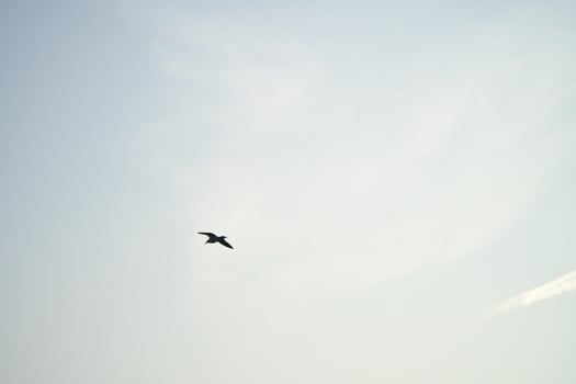 Seagulls glide gracefully through the clear sky, accompanied by clouds. photo