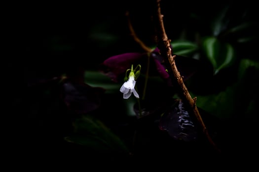 A single white flower is growing on a branch photo