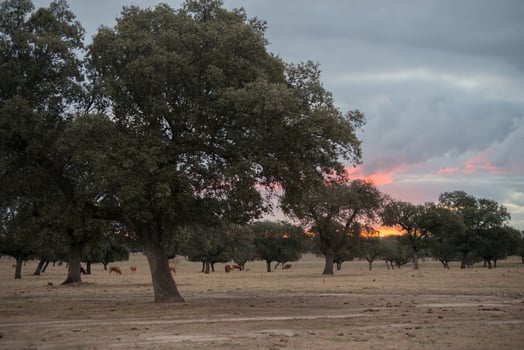 Beautiful view of countryside at sunset. Group of cows in the distance. Extremadura, Spain photo