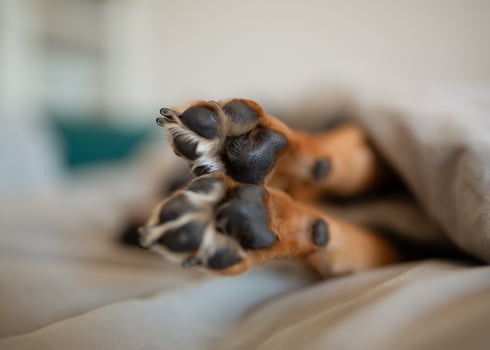 Close-up of dog paw pads sleeping on bed. photo