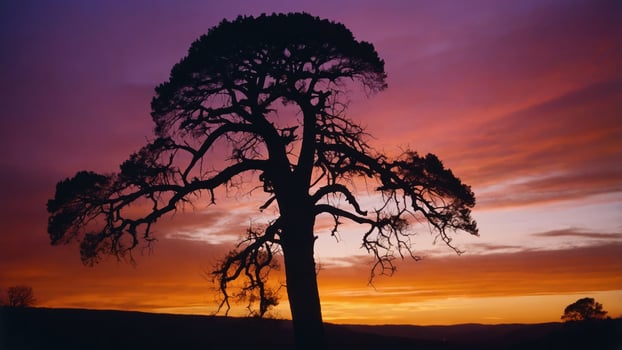 A silhouette of a tree against a vibrant sunset sky with hues of purple and orange. photo