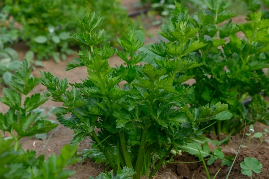 Lush green celery plants thriving in a garden during a sunny afternoon in early spring photo