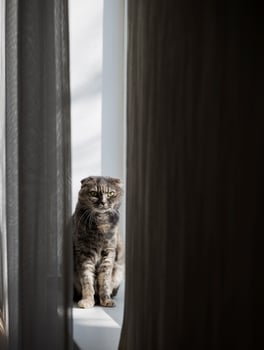 cute grey cat is sitting on the windowsill photo