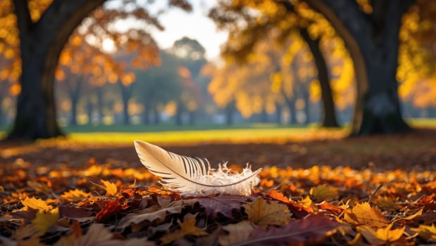 Feather Lying on Autumn Leaves in Park with Golden Light photo