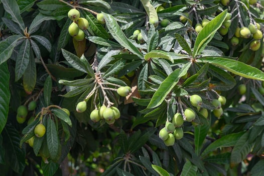 Vibrant loquat tree laden with unripe fruits basking in the afternoon sun in a lush garden photo