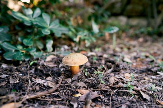 Brown boletus mushroom grows in the forest among fallen leaves photo