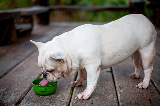 a dog is eating out of a green bowl photo