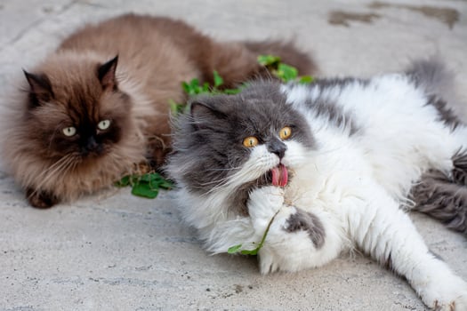 Persian cat eating favorite cat grass on concrete floor 02 photo