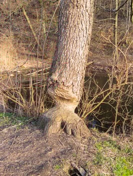 tree gnawed by beaver. Nature photo