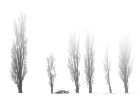 Tall trees stand in misty field during winter season near a rural area photo