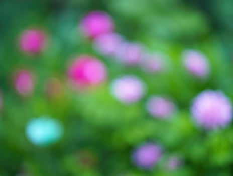 Colorful flowers blooming in a vibrant garden during spring season photo