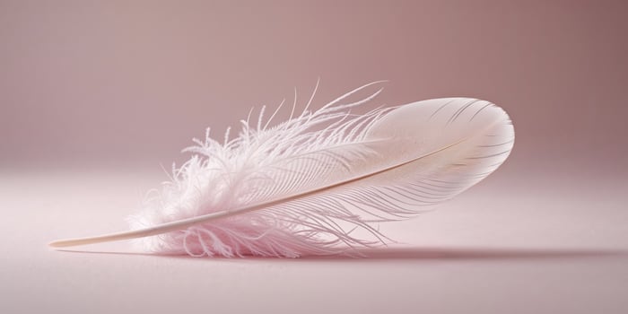 A white feather on a pink background photo