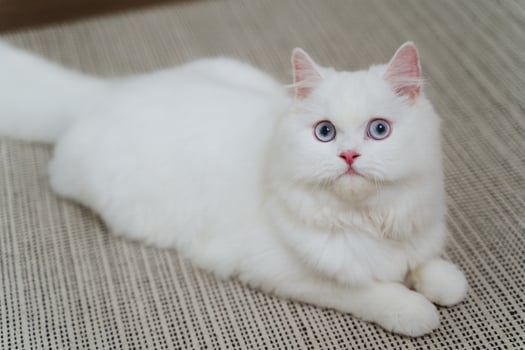 lovely white Persian cat is playing in the living room. photo