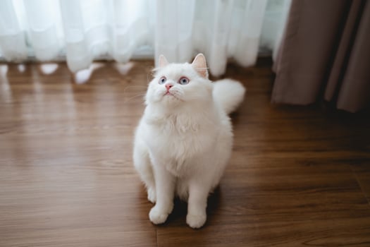 The lovely white Persian cat is sitting in the living room. photo