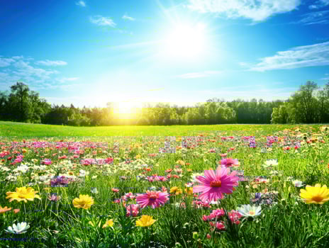 Colorful wildflower field bathed in bright sunlight during spring photo