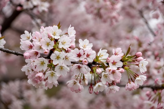 Cherry blossom branch with pink and white flowers in soft focus detail photo