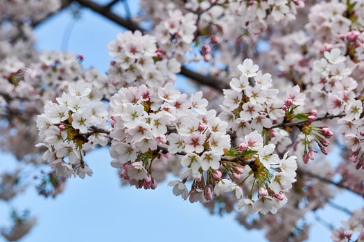 Cherry blossom branch with white flowers against a light blue sky background photo