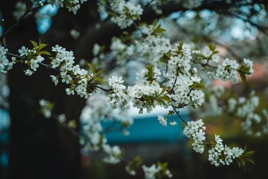 White blossoms on tree branch in spring with blurred background, floral bloom photo