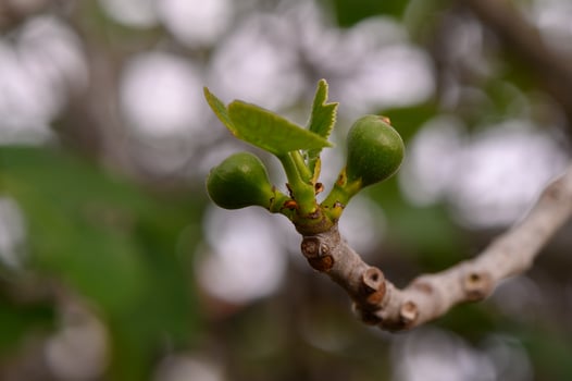 New fig buds emerge on a branch in a tranquil garden setting during the early days of spring photo