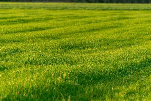 lush green grass field texture, bright green grass field detail, perfect for spring concept background photo