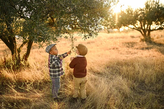 Sunset casts a nostalgic glow on boys collecting olives in a rustic grove. photo