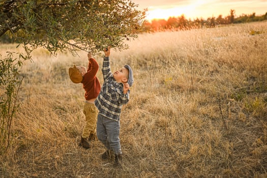 Two young boys picking olives under a golden sunset, bathed in warm vintage tones. photo