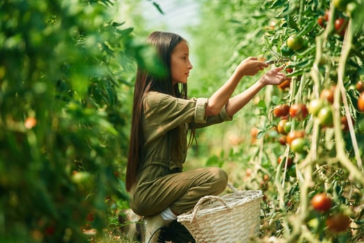 Side view, working. Little ,girl, is in the garden with tomatoes photo