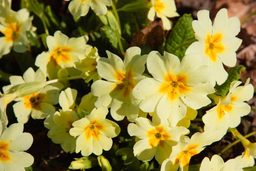 Spring white primrose meadow wild flowers. light yellow primroses. A white primrose in the garden. Floral background with garden flowers. photo