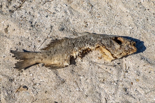 fish bited by shark on the shore of coronado island Loreto Cortez Sea baja california sur photo
