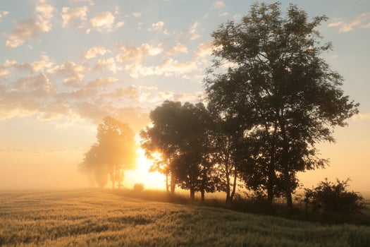Silhouette of ash trees in a grain field during sunrise photo