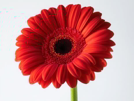 Vibrant red gerbera daisy on white background photo