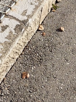 Autumn leaves on concrete pavement beside stone wall photo