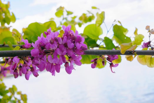 Cercis chinensis purple flowers close up photo