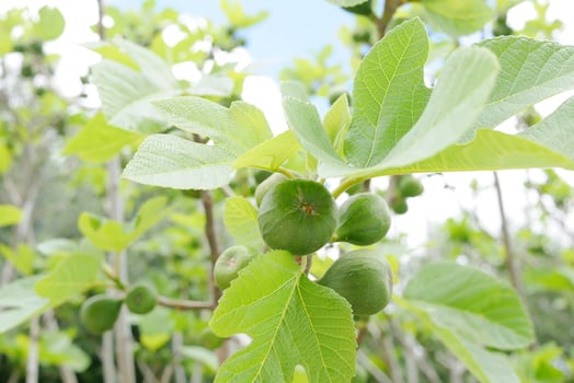Figs growing on a tree photo