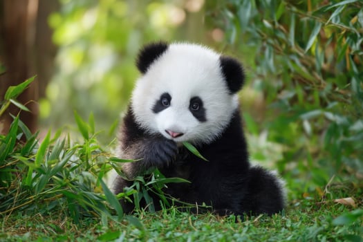 Baby panda eating bamboo in a lush green forest photo