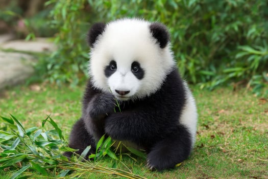 Baby panda eating bamboo shoots in a field photo