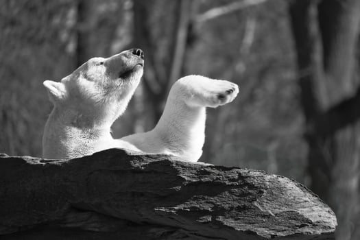 Black and white, a relaxed polar bear lies on a rock and raises a paw in the air photo